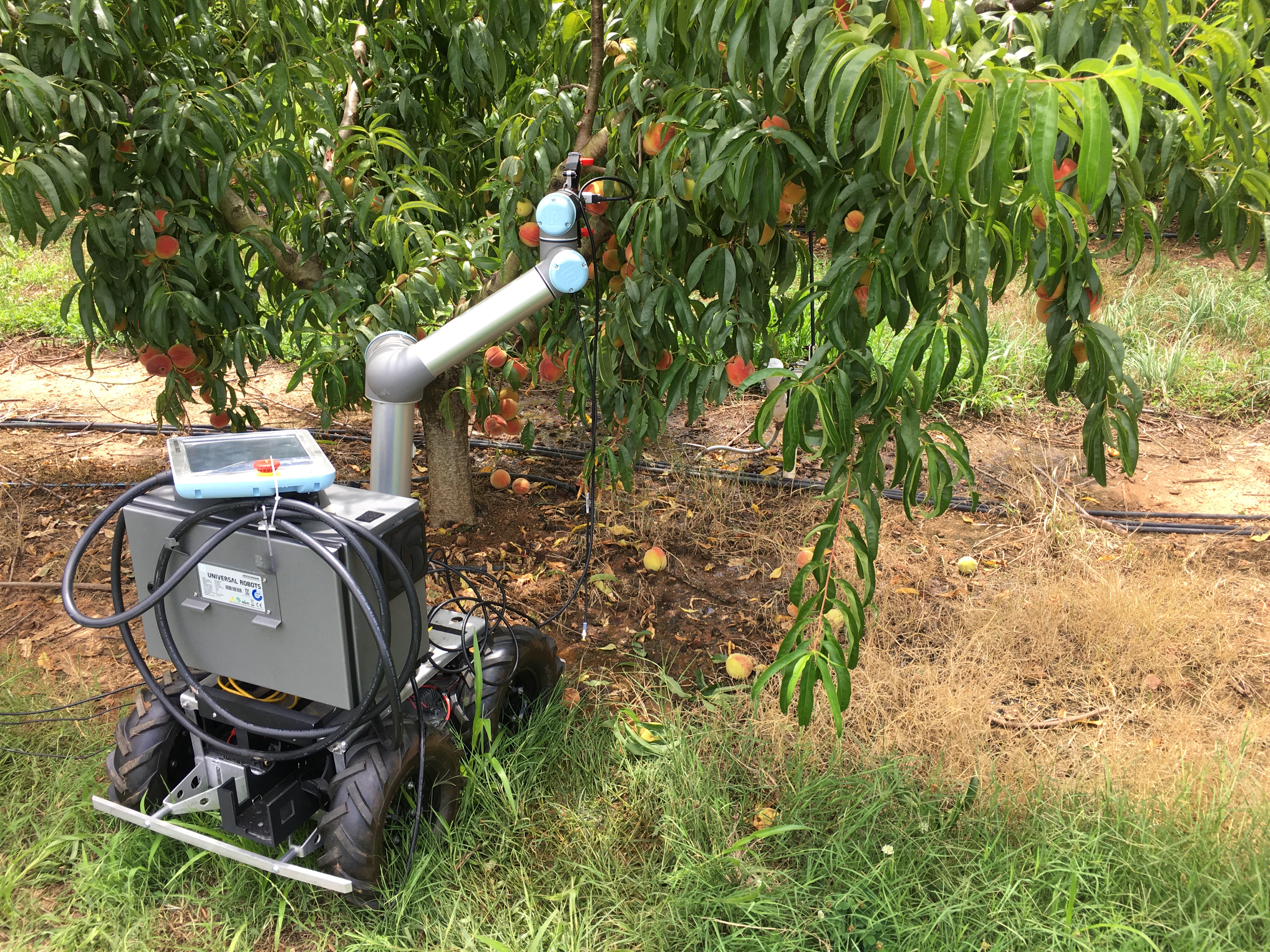 The self-navigating robot uses an embedded 3D camera to determine which peaches need to be pruned or thinned, and removes the peaches using a claw-like device attached to its arm. (Photo credit: Ai-Ping Hu)